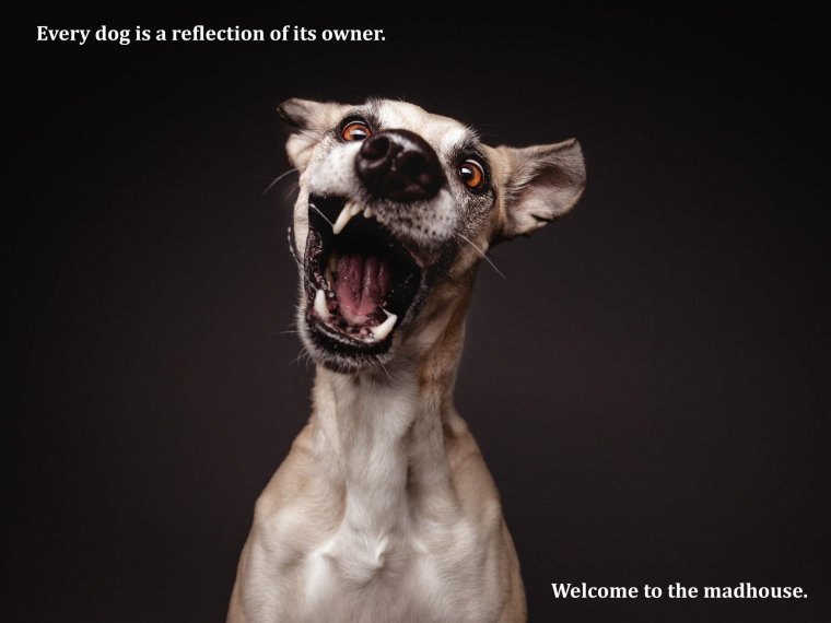 Собака орет