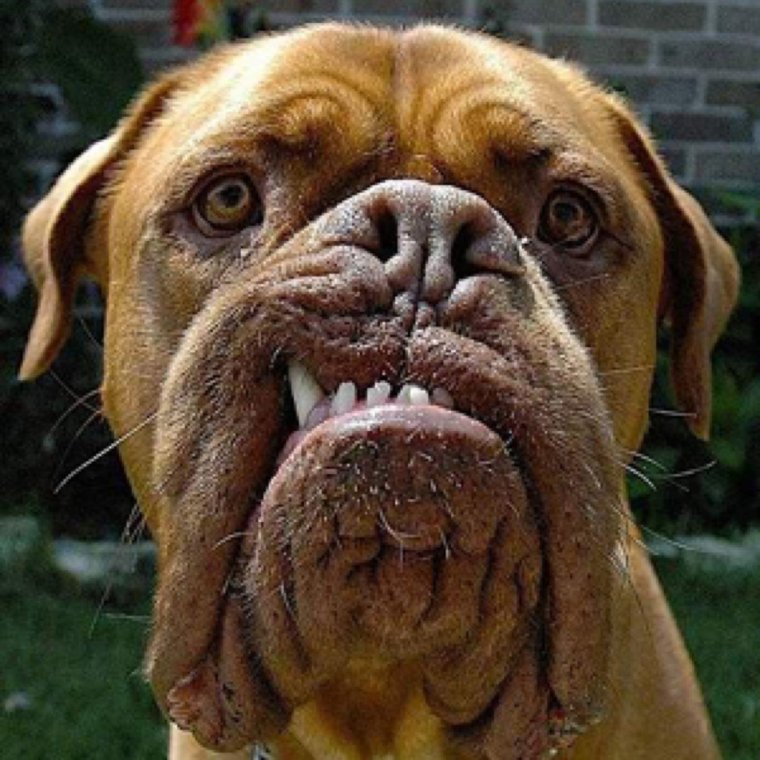 Смешная злая собака