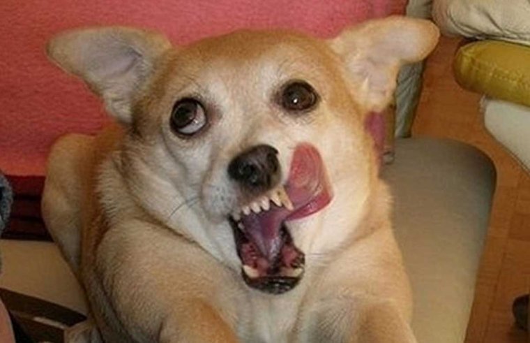 Упоротый пес