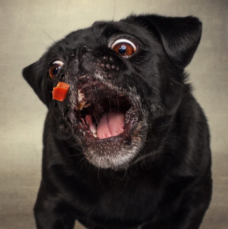 Злая собака Мопс