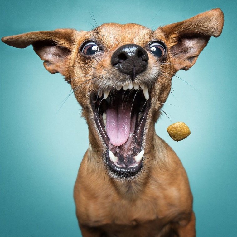 Самые прикольные собаки