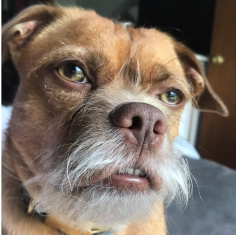 Злая собака