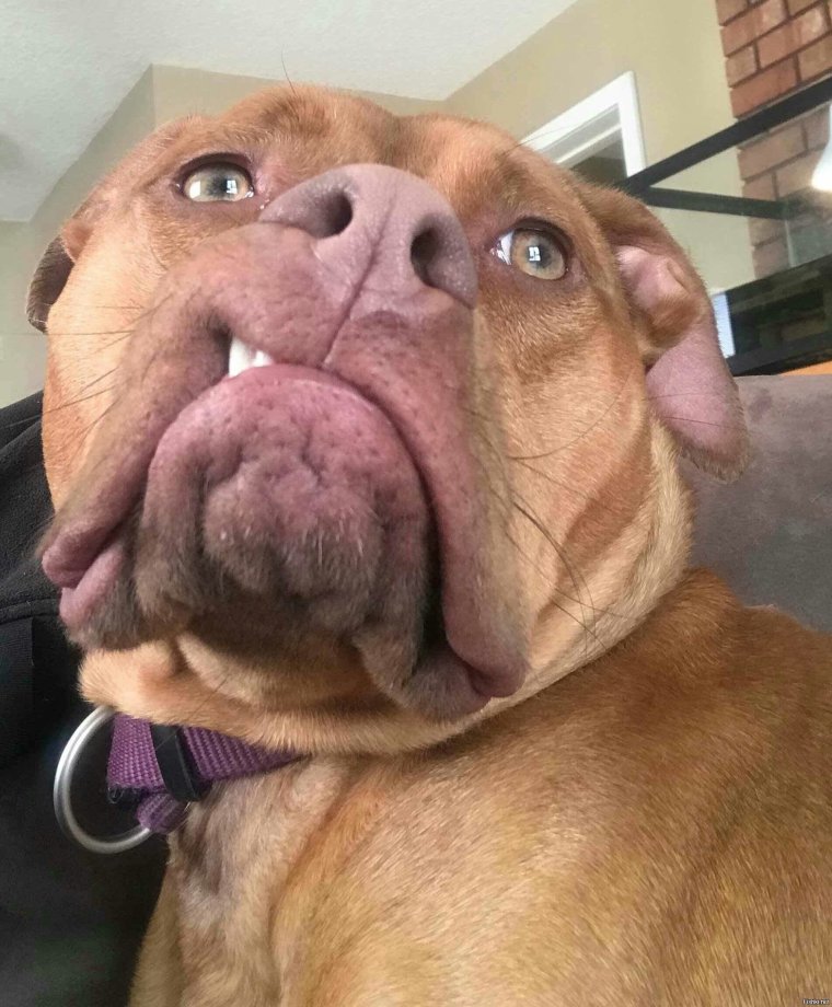 Ржачные морды