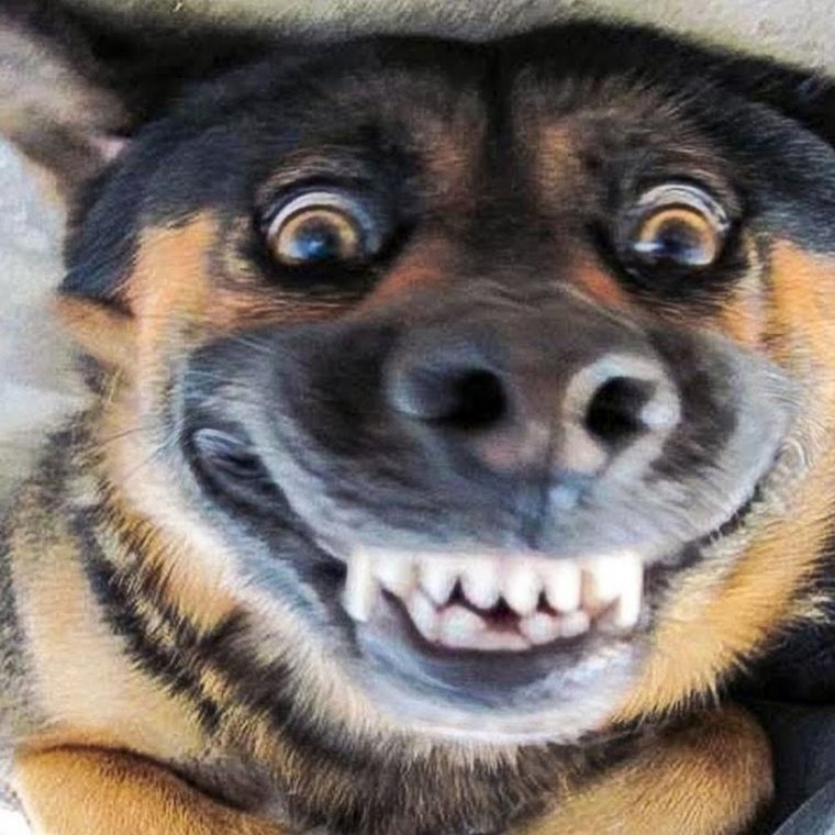 Собака ржет