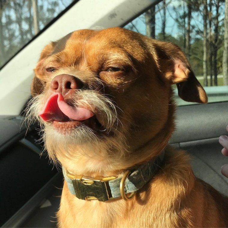 Смешные собаки