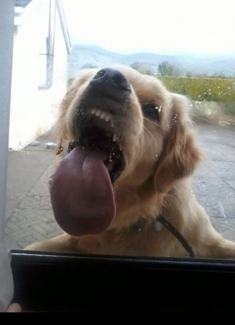 Самые нелепые собаки