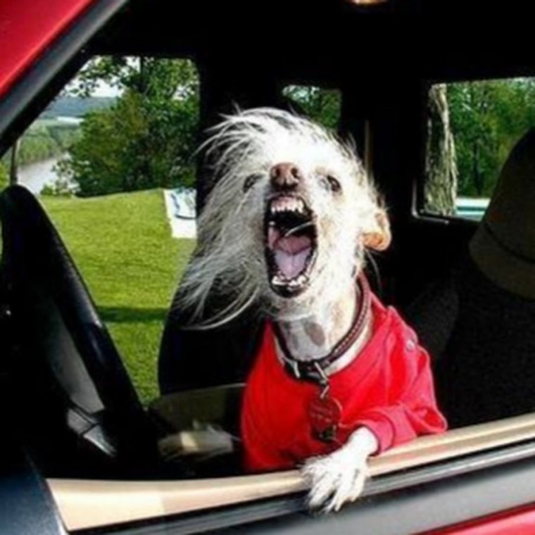 Животные за рулем