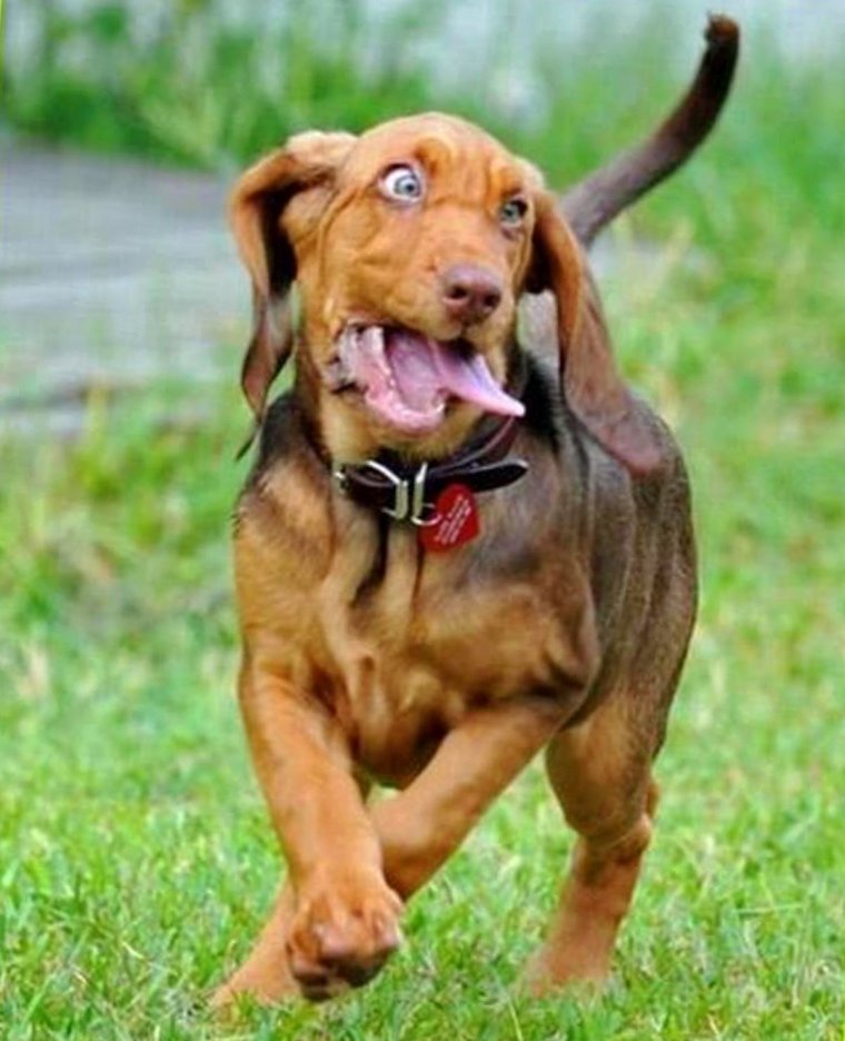 Чокнутая собака