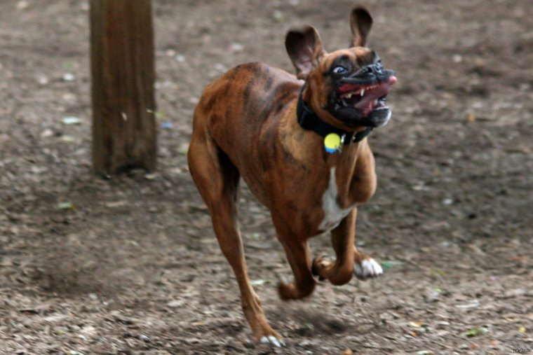 Сумасшедшие собаки