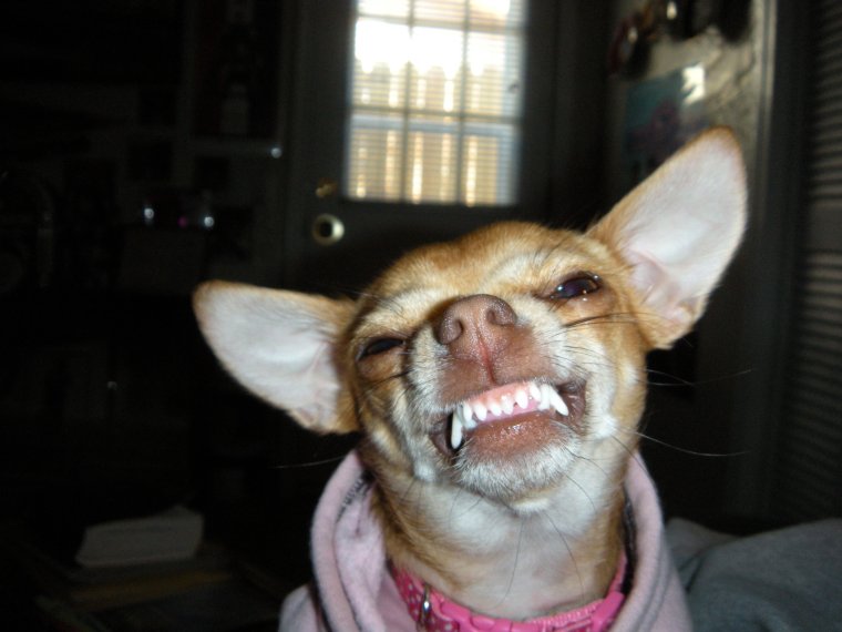 Маленькая собака улыбается