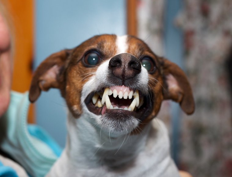 Джек Рассел скалится