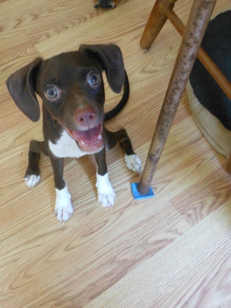 Бешеная собака фото прикол