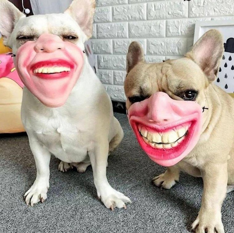 Веселые намордники для собак