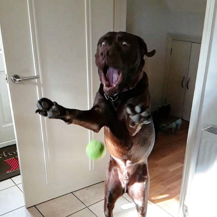 Смешные собаки