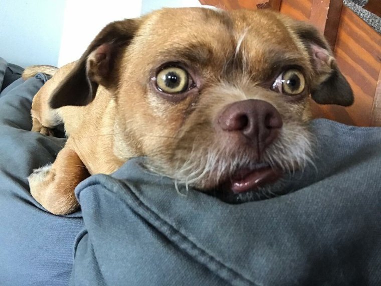 Собака испугалась