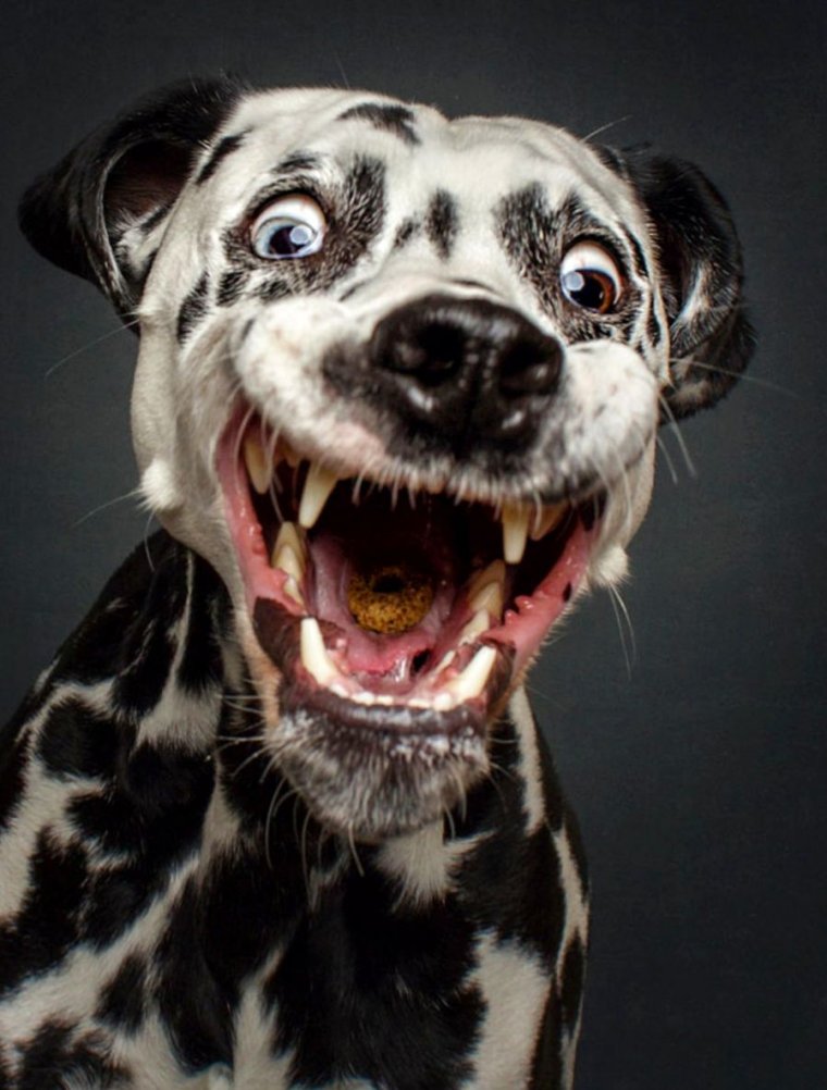 Смешные морды