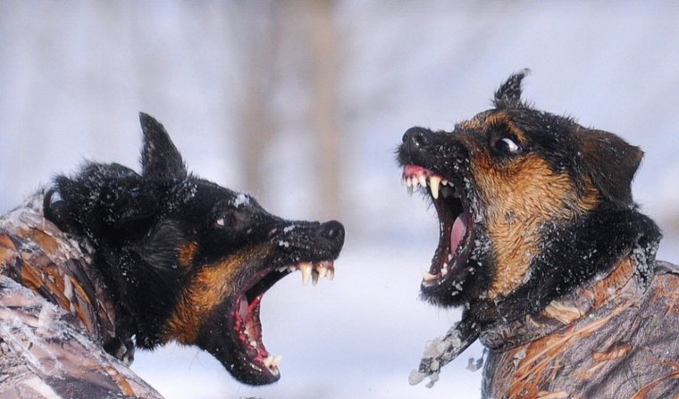 Собака с человеческими глазами