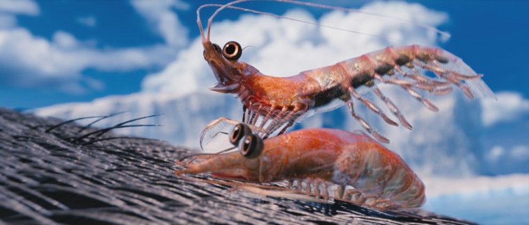 Смешная креветка