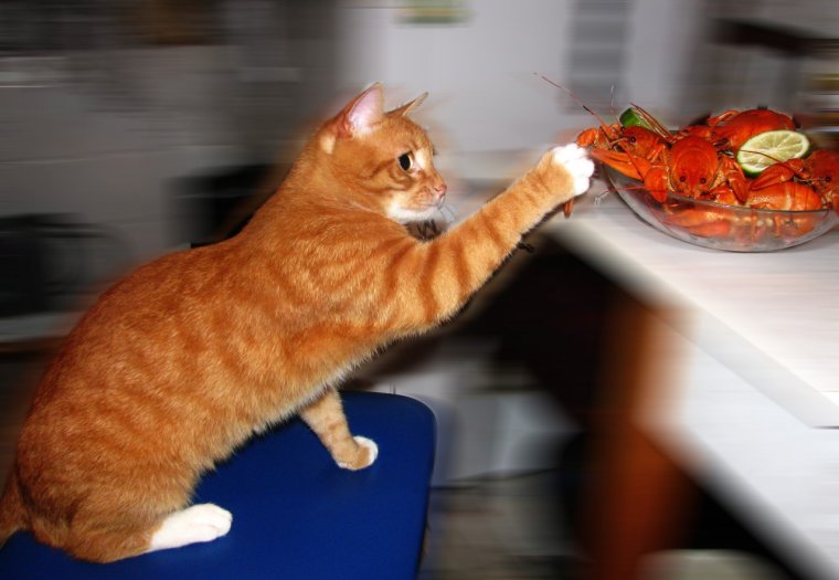 Креветка мультик