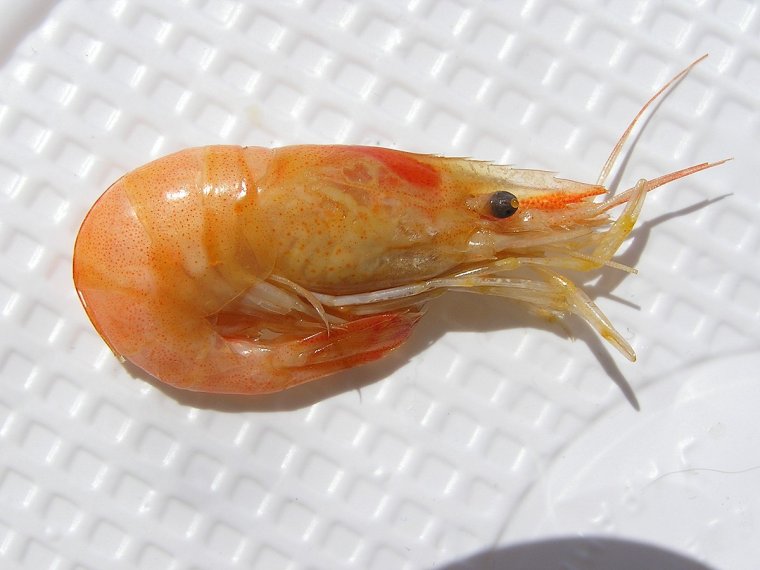 Веселые креветки три