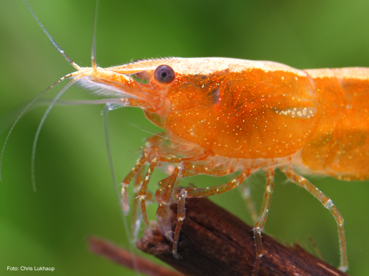 Подводная братва мультфильм креветки