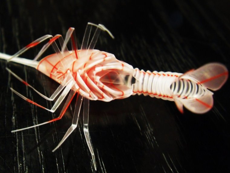 Измельчение пищи у креветки