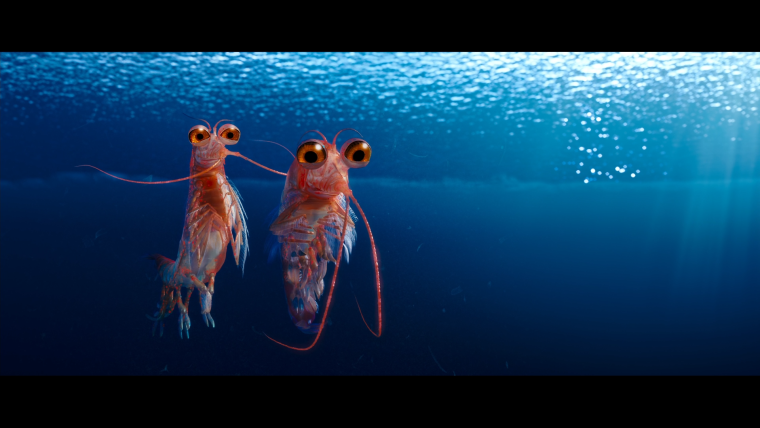 Креветки ботан и тигровые