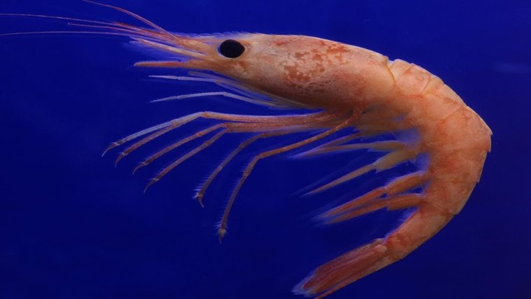 Подводная братва креветка креветка