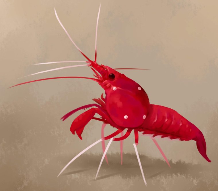 Креветка пучеглазая