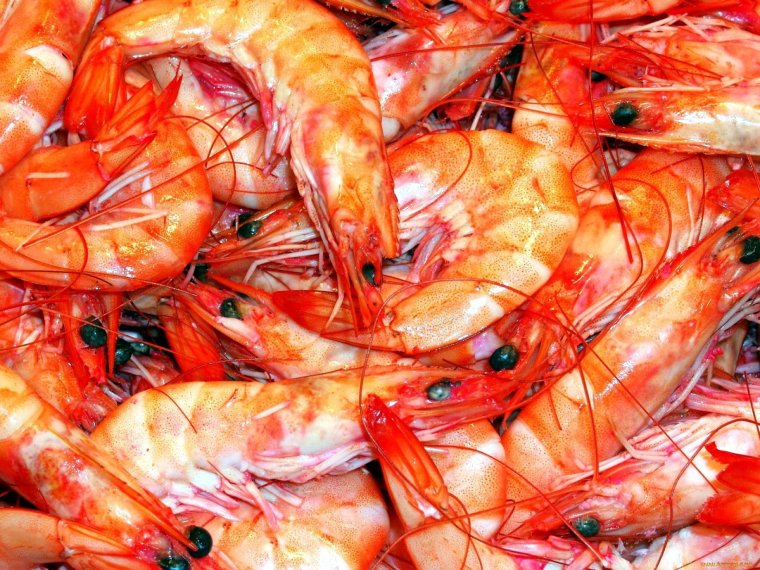 Красноносая креветка