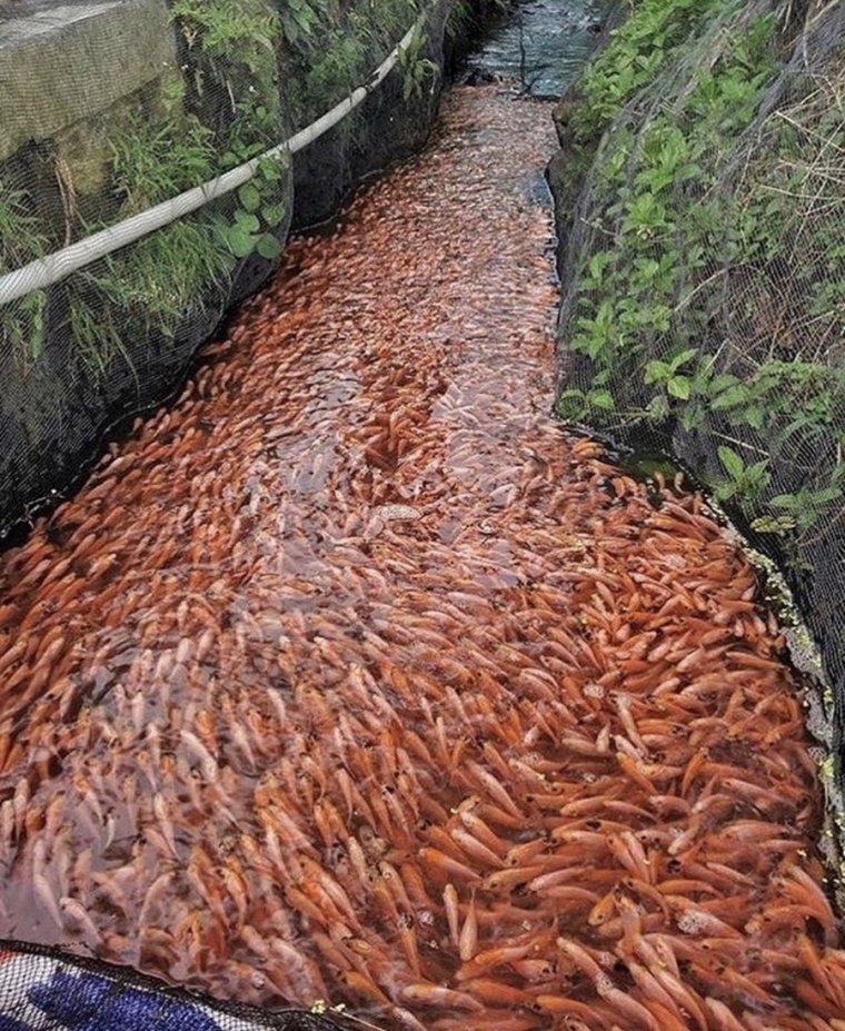 Лицо креветки