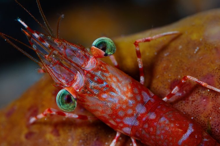 Креветка прикол