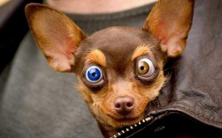 Чихуахуа косоглазие