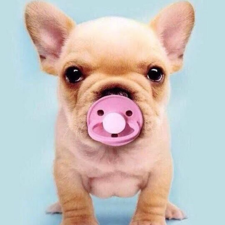 Смешные щенки