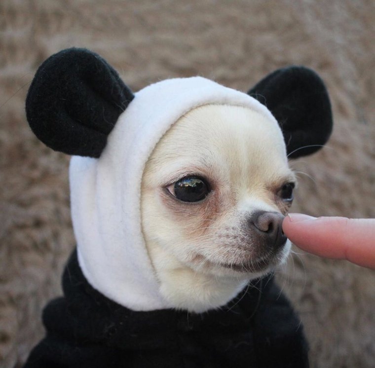 Милые чихуахуа