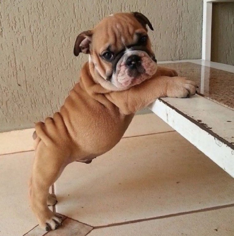 Забавный бульдог