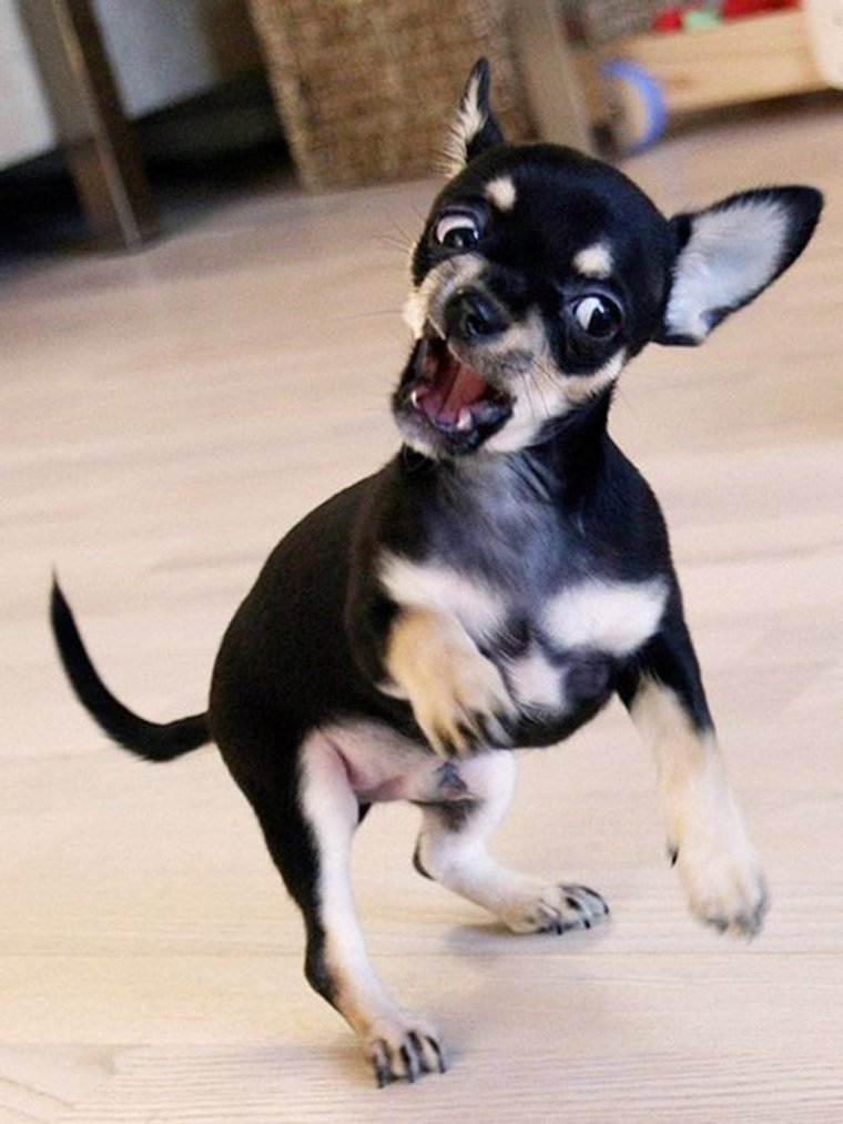 Злая собака чихуахуа
