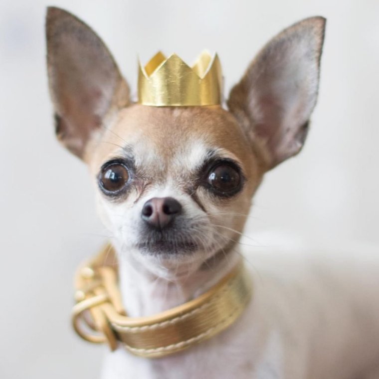 Чихуахуа мини злая