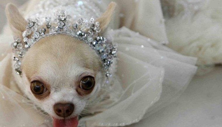 Собачки маленькие смешные