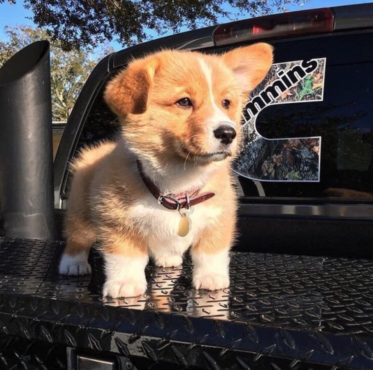 Забавный щенок