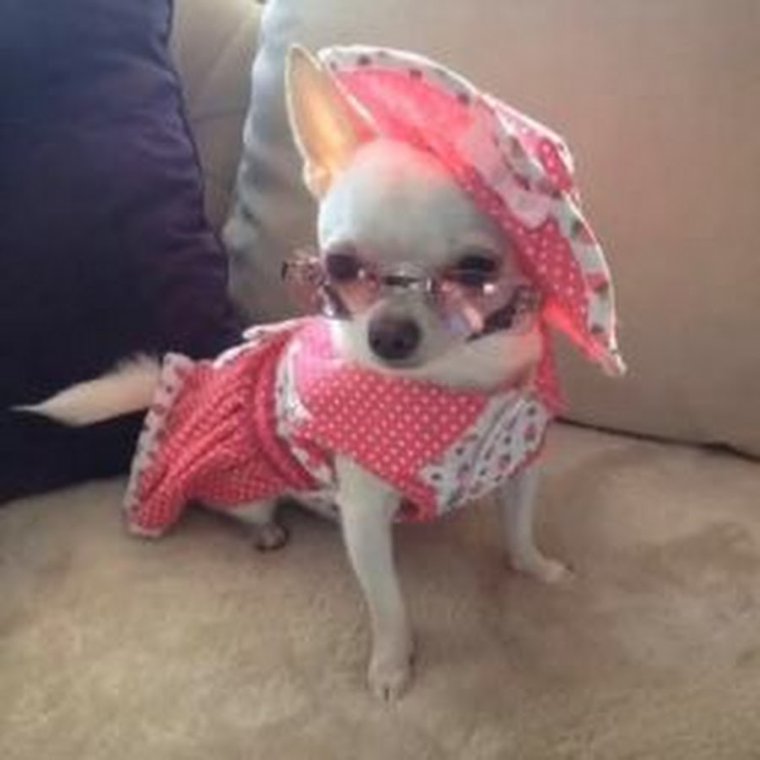 Всратые чихуахуа