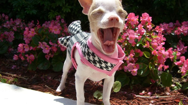 Смешные собаки