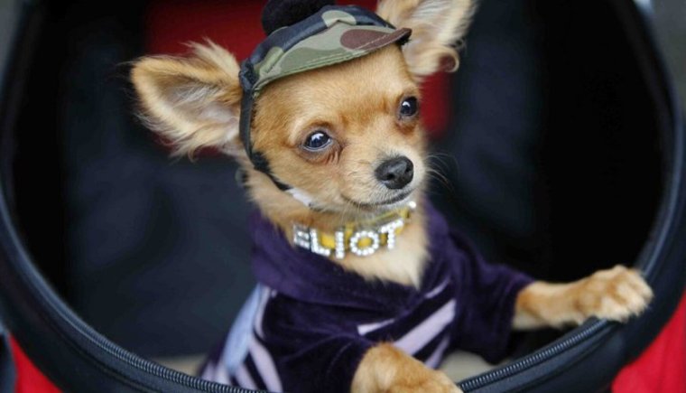 Собачки в одежде прикольные