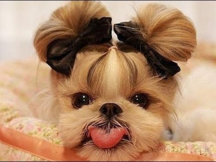 Ши-тцу мило