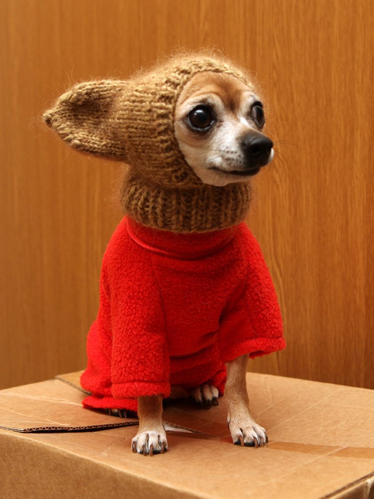 Смешные собачки