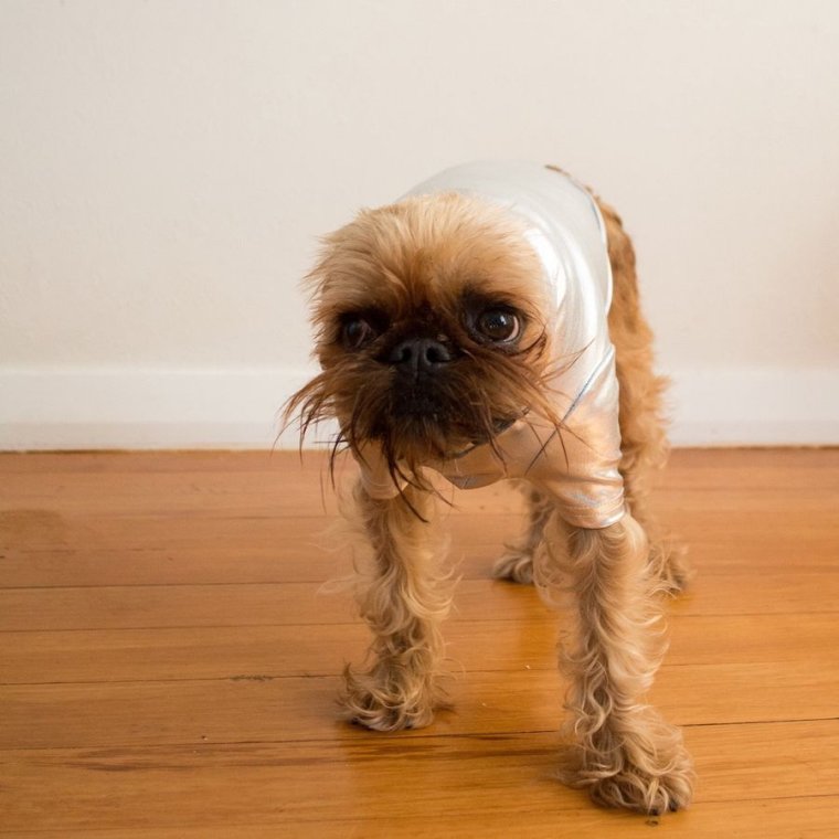 Собаки маленьких пород смешные