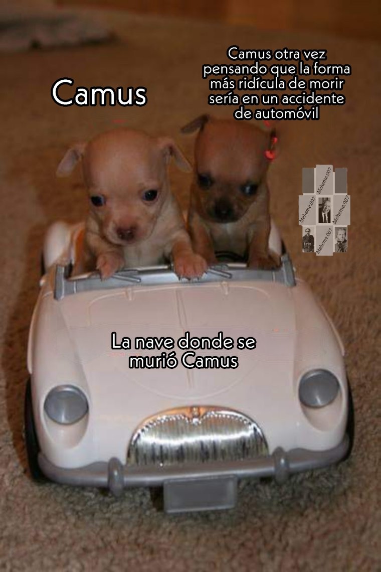 Приколы про маленьких собачек