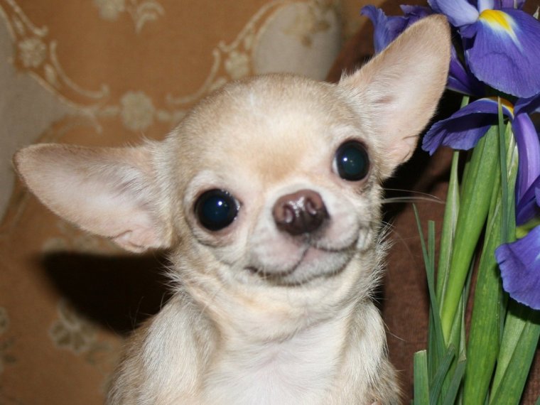 Псина чихуахуа