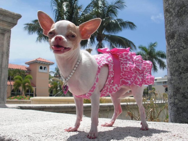 Чихуахуа гламурный