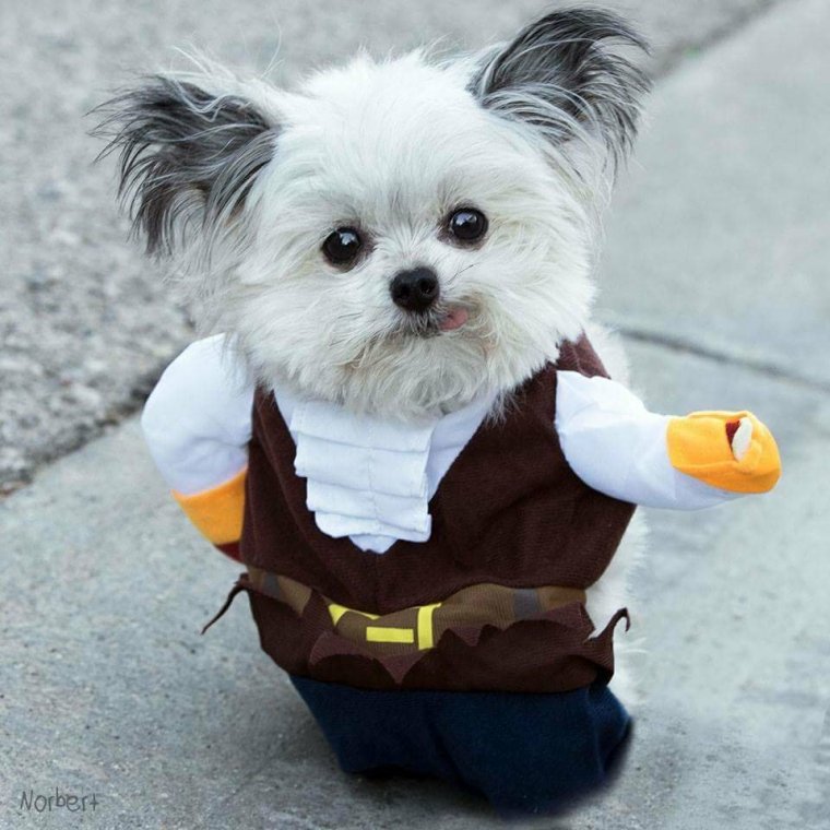 Модные маленькие собачки